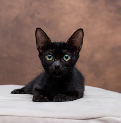 Filhotes  pretinhas adoção responsável 