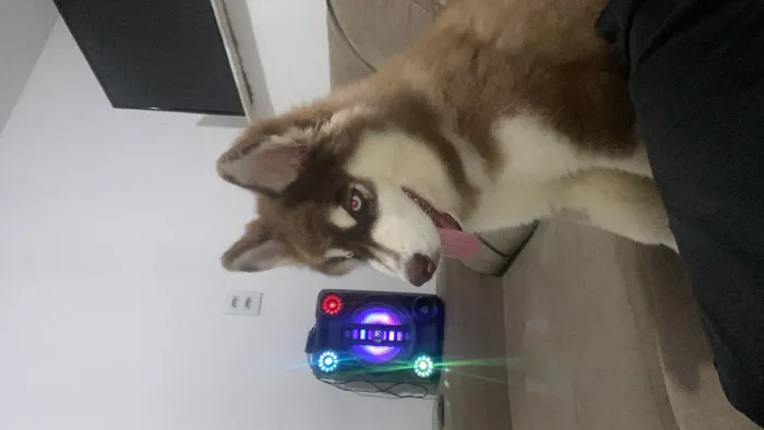 Vendo Husky Siberiano