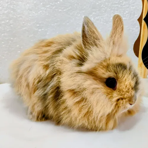Mini Coelhos Mini Lop e Mini Lion Head c/ 31 dias de vida