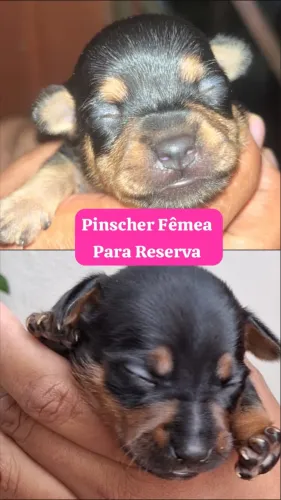 Pinscher Fêmea Zero