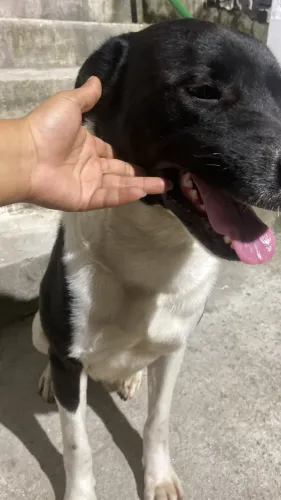 Doação labrador porte grande