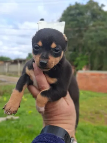 Pinscher lindos demais