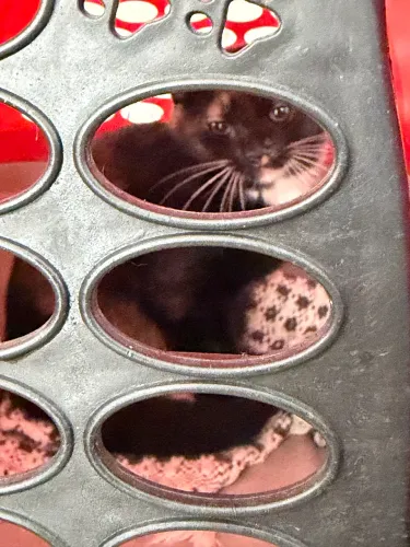 Doa-se linda gatinha tricolor de aproximadamente 4 meses