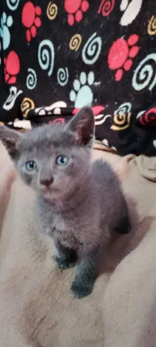 Gatinho filhote azul russo 45 dias 