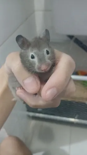 Hamster 