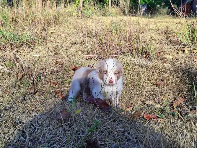 Filhote de Border Collie com Pedigree CBKC