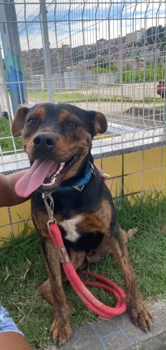 DOAÇÃO RESPONSÁVEL CACHORRINHA ROTTWEILER 