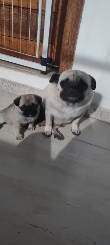 Filhostes de Pug machos e fêmea padrão da raça,super dócil ideal para criança idosos.