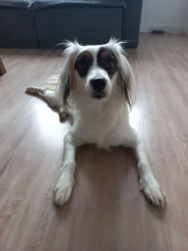 Doação cachorrinha