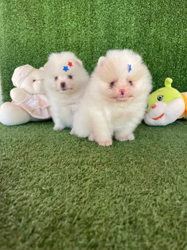 Spitz alemão anão fofinho
