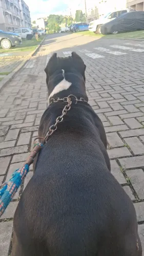 American bully