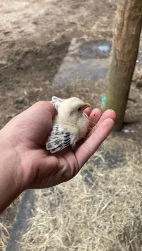 pintinhos galinha garnizé mini