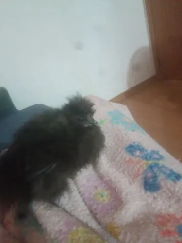 Galinha japonesa sedosa.