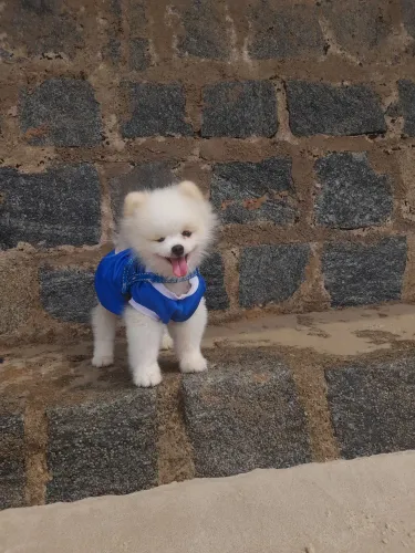 Quero ser papai 