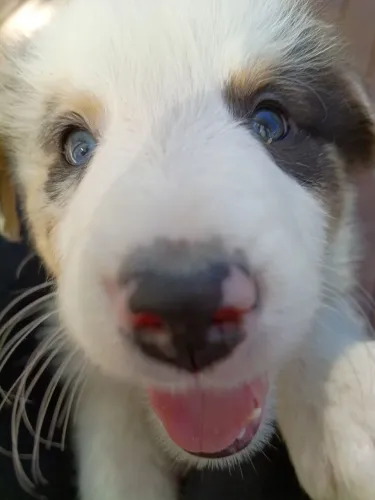 Lindo filhote de Border Collie Merle macho 