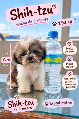 Shih tzu