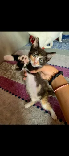 Doa-se felino