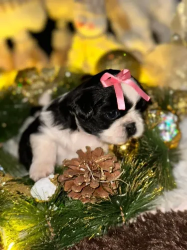 Lhasa Apso,Lhasa Apso Filhote de Alta Qualidade com Pelagem Encantadora