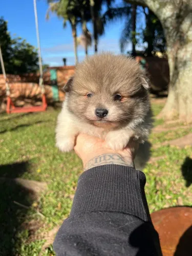 Machinho Spitz Alemão mini super fofinho