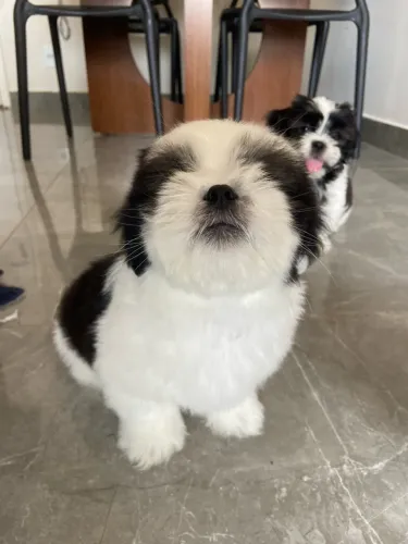 Shih-tzu macho filhote - Carinhoso e lindo
