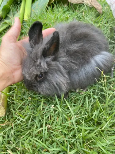 Coelho Mini lion macho pretos 