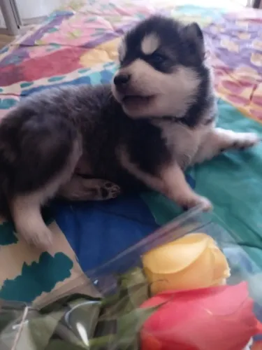 Filhotes de Husky Siberiano | Um olhar que transmite ternura.
