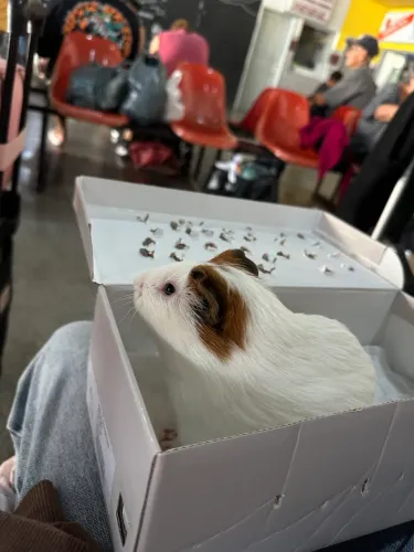 porquinho da índia + cercadinho 