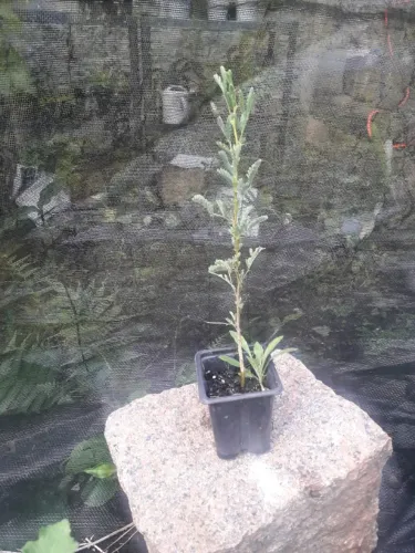 Muda de Vachellia tortilis - Acácia tortilis - Porto Alegre RS 