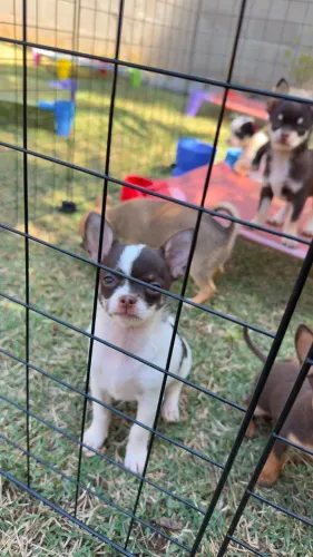 lindos chihuahua com duas dose de vacina