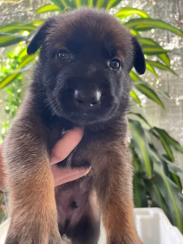 Filhotes de Pastor belga Malinois