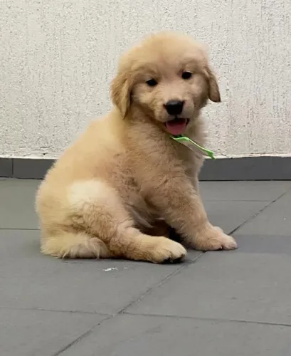 Filhotes de Golden | Carinho sem palavras.