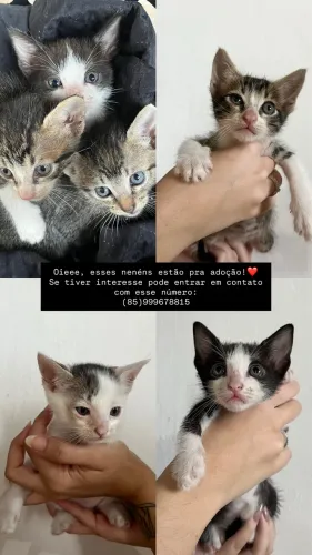 GATINHOS PRA ADOÇÃO