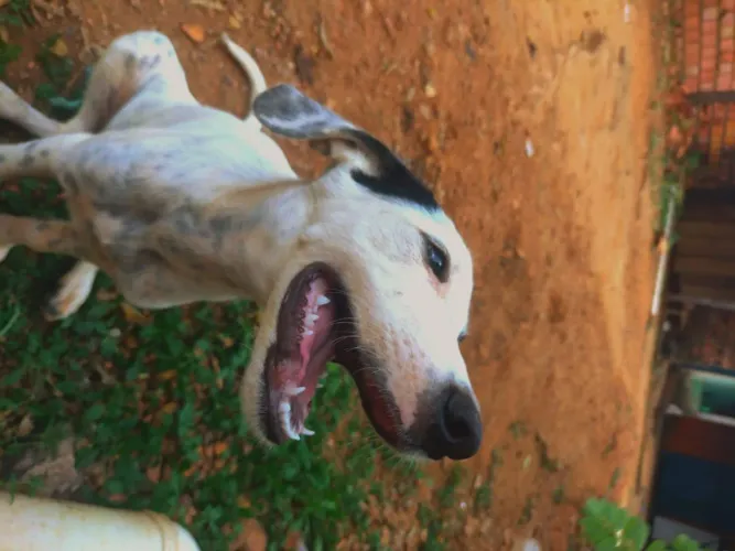 Doação de dog