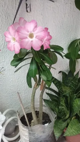 Planta Rosa do deserto