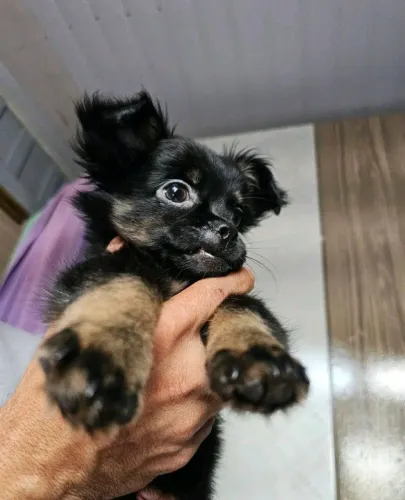 Vendo chihuahua com pinscher 