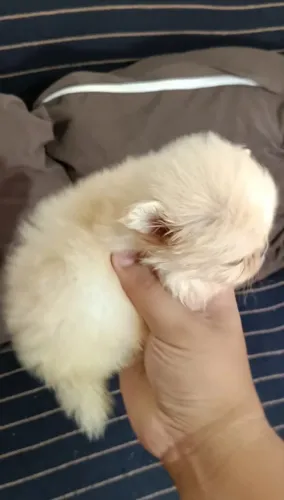 Cãozinho de luxo Luluzinho da pomerãnia tamanho micro com pedigree focinho curto principe.