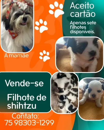 Filhote de shihtzu