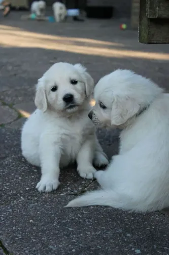 Filhotes de Labrador | O sorriso começa aqui.