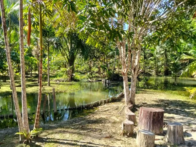 Sítio frutificando - RIO PRETO DA EVA