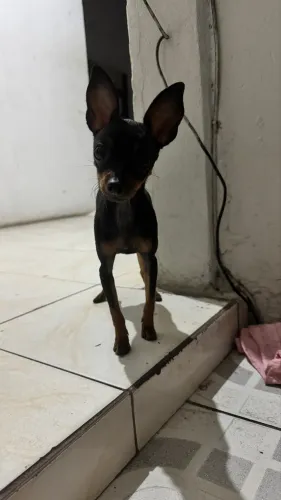 Vendo Pinscher TAM 1