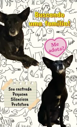 Doação de cadela