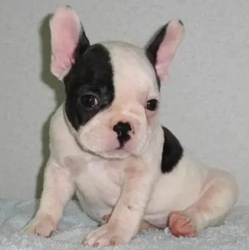Bulldog Francês Filhotes Bem Sociáveis. 