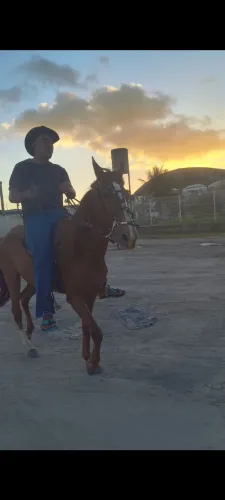 Vendo égua castanha de galope