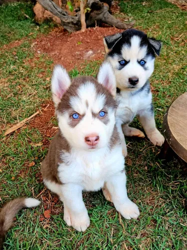 FILHOTES DE HUSKY SIBERIANO com PEDIGREE da CBKC! Machos e Fêmeas!!!
