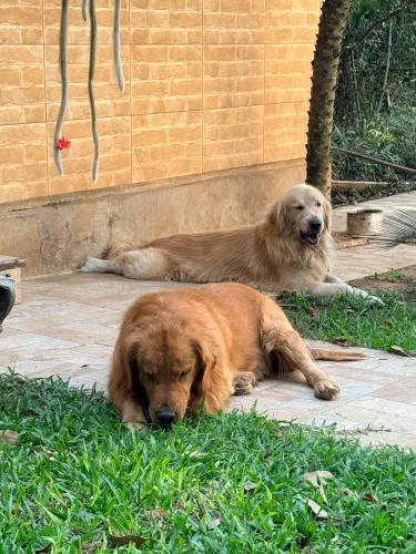 Golden para namoro