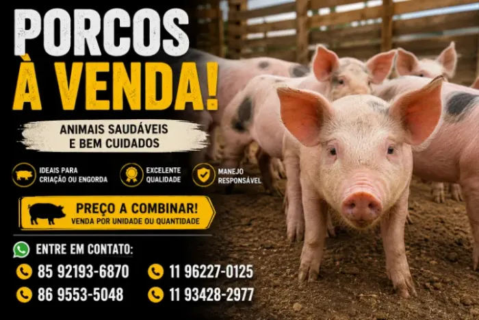 ? PORCOS DE QUALIDADE À VENDA ? ÓTIMA OPORTUNIDADE!