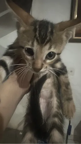 Gatinho 1 mês