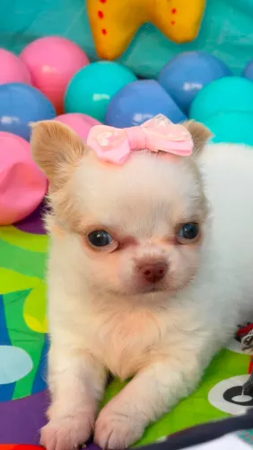 Chihuahua. Uma mocinha bem pequena bicolor de pelinhos longo!!  