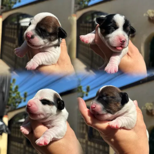Filhotes de Jack Russell com Pedigree | Pêlo Liso e Broken | Entrega em Julho/2026