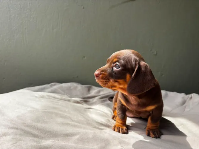 Dachshund femea salsicha